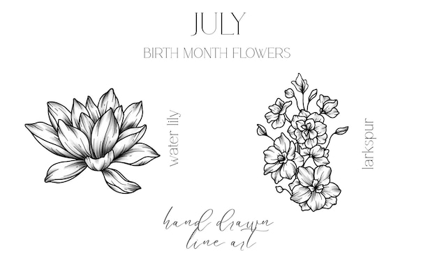 July Birth Month Flowers Water Lily outline isolated on white Larkspur Line Art Hand drawn line art