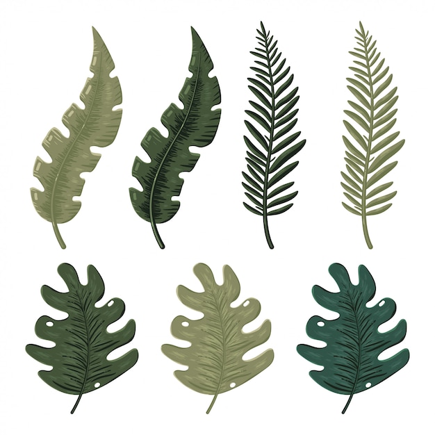 Jungle leaves   cartoon set isolated on a white background.