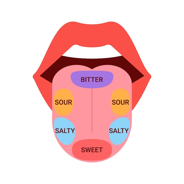 Kaart van tong met delen zin smaak smaakpapillen secties op tong bitter zout zuur zoet