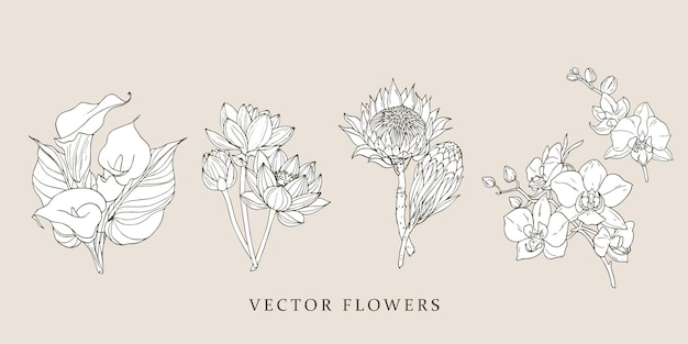 Kalla, lotus, protea, orchid. Vintage illustrations set with vintage flowers. Vector design. Isolate