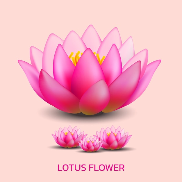 Vector kamal ko flower lotus flower pink color