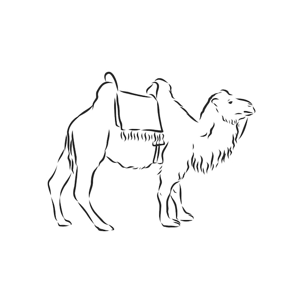 Kameel hand getrokken vectorillustratie kameel vector schetsillustratie