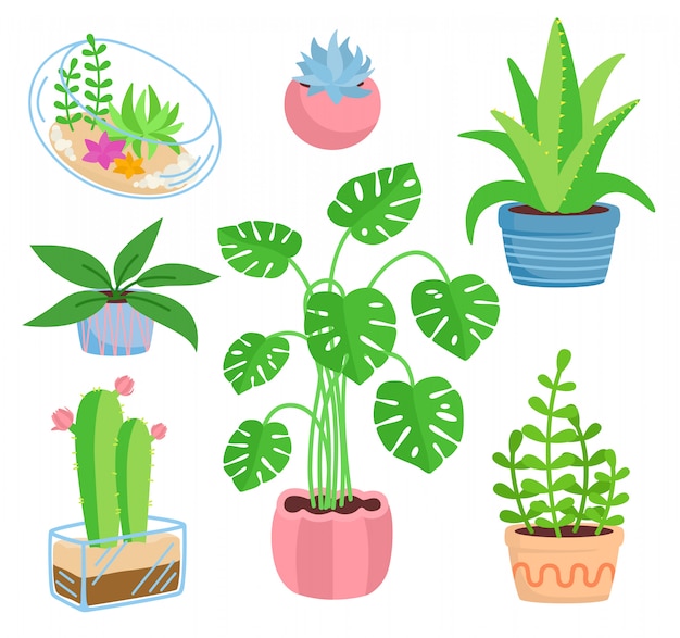 Kamerplant ingegoten keramiek set, platte cartoon stijl. Vetplanten en kamerplanten, cactusverzameling, monstera, aloë. Groeiende groene spruiten