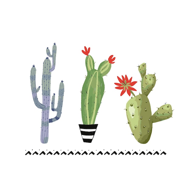 Kamerplanten cactus in potten