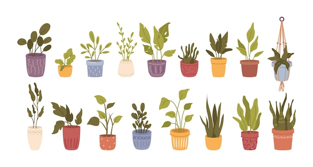 Kamerplanten met gebladerte en planten set vector