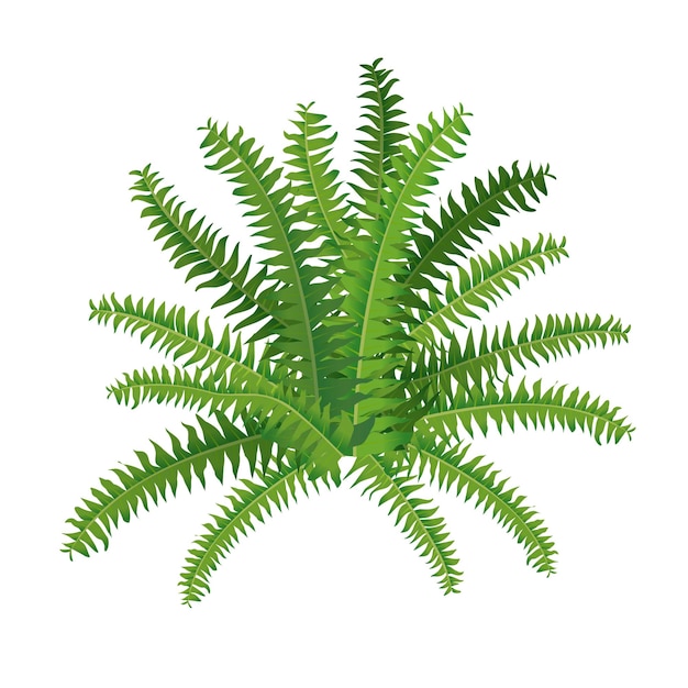 Kamerplantvaren nephrolepis voor interieurdecoratie Vectorillustratie van huisbloemen