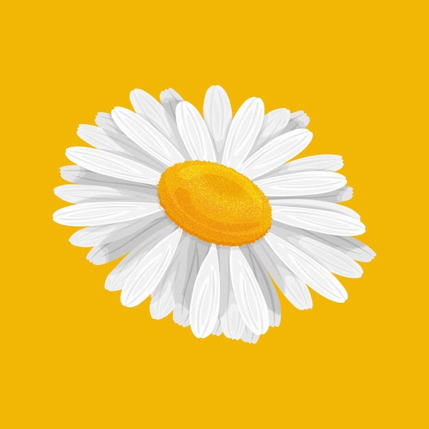 Vector kamille een witte madeliefje bloem op een gele achtergrond een heldere wilde bloem vector illustratie