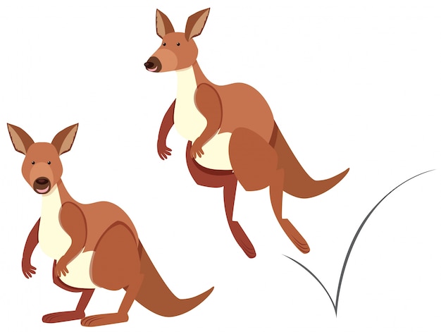 Kangaroo hopping on white background