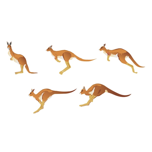 Kangaroo jumping positions isolated vector illustration