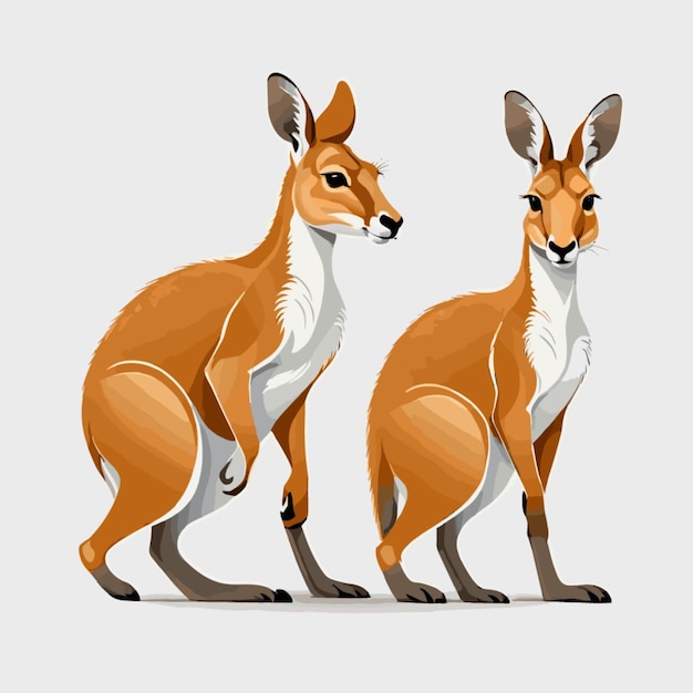 Kangaroo vector on a white background