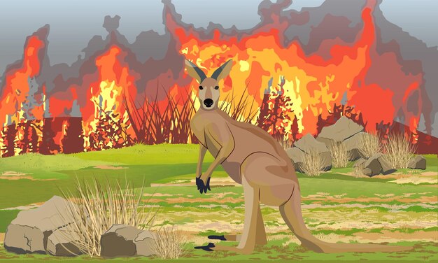 Kangaroo walks away from the fire fire in australia drought