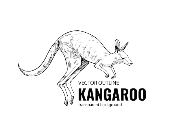 Kangoeroe schets. vector illustratie. zwarte omtrek op een transparante achtergrond
