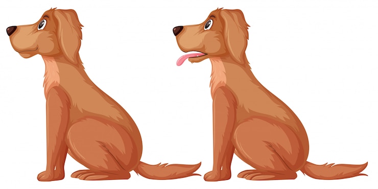 Vector kant van golden retriever
