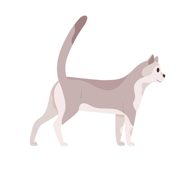 Kat wandelen. Mooie slanke kat. Katachtig dier dat zich met opgeheven staart bevindt. Zijaanzicht van een vriendelijk huisdier dat ernaar uitkijkt. Gekleurde platte vectorillustratie geïsoleerd op een witte achtergrond.