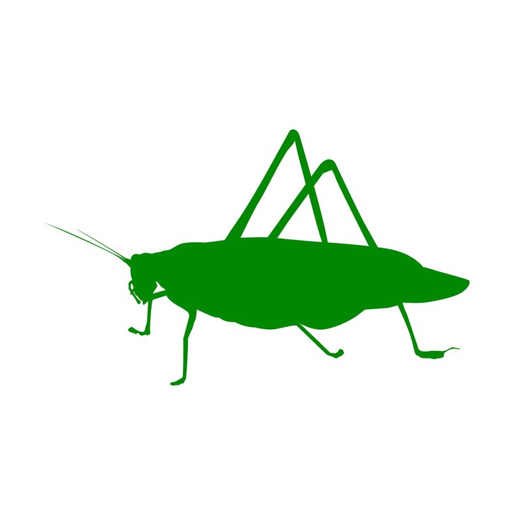 Vector katydid grasshopper icon