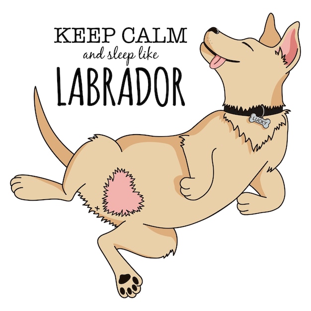 Keep calm and sleep like labrador. Adorable cartoon dog illustration. Cute sleeping puppy sketch for sticker, print on t-shirt, mug, poster, background, wallpaper, decoration. Premium vector