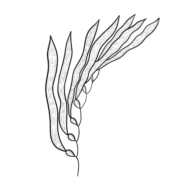 Premium Vector | Kelp macrocystis mon