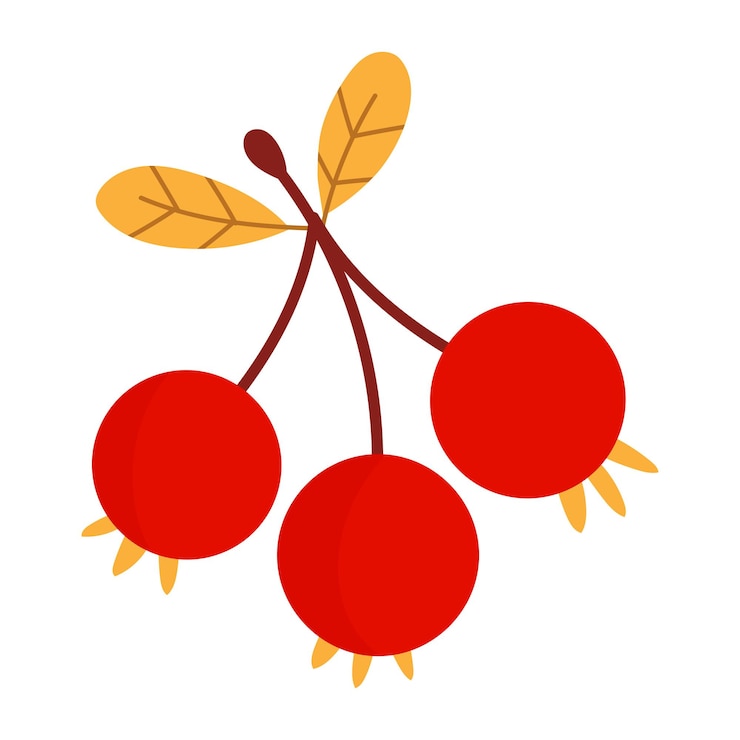 Vector kersen clipart kersen illustratie kersen grafiek