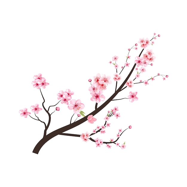 Kersenbloesemtak met roze sakura-bloemvector. kersenbloesem met aquarel sakura bloem bloeien. aquarel kersenbloem. japanse kersenbloesem vector. sakura-tak.