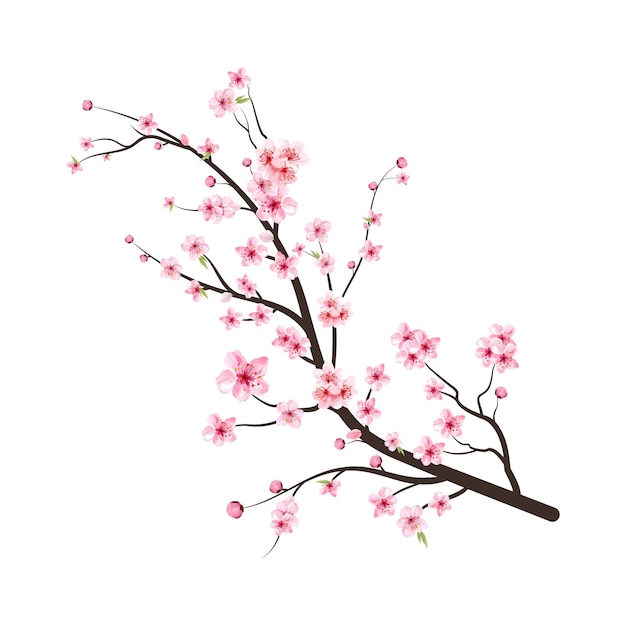 Kersenbloesemtak met sakurabloem. Aquarel kersenbloesem vector. Kersenbloesem bloem bloeiende vector. Sakura op witte achtergrond. Aquarel kersenknop. Roze sakura bloem achtergrond.
