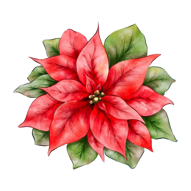 Kerstster bloemen aquarel