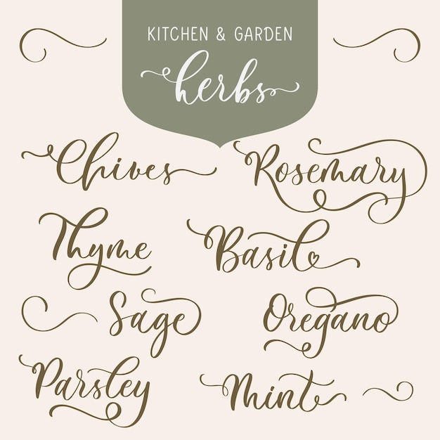 Keuken- en tuinkruiden set belettering inscriptie aromatisch en geneeskrachtig kruid botanisch ontwerpelement perfect voor verpakking van receptetiketten