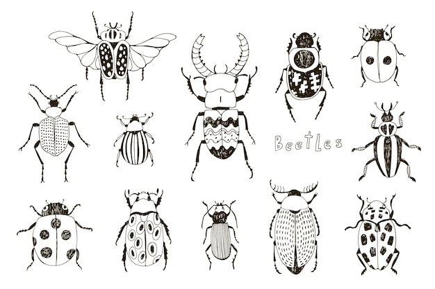 Vector kevers insecten vector illustraties set