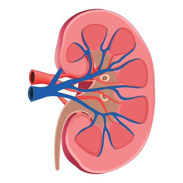 Illustrazione di anatomia del rene