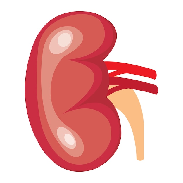 kidney icon vector illustration design template