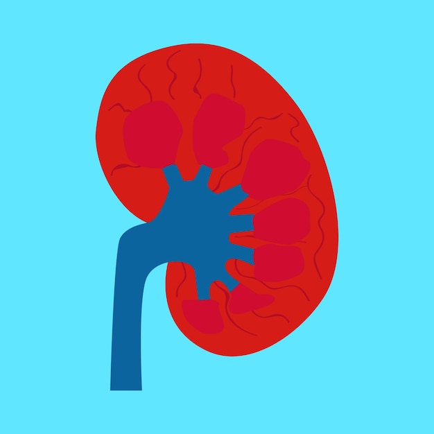 kidney illustration