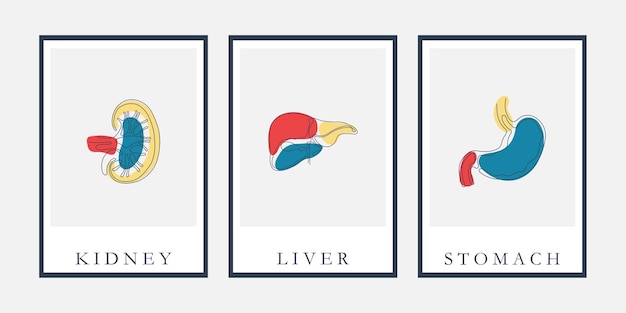 Kidney liver stomach single line with word