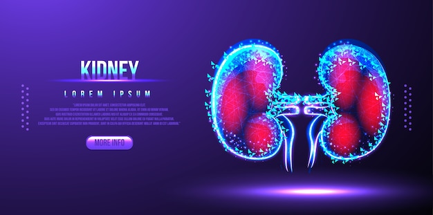 Vector kidney low poly wireframe