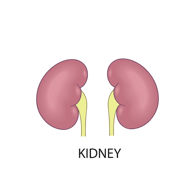 Vector kidney renal system parts