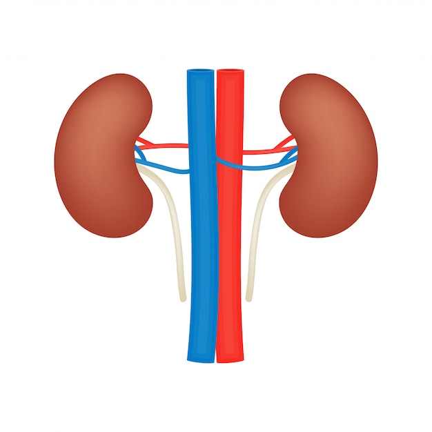 Vector kidney vector flat icon