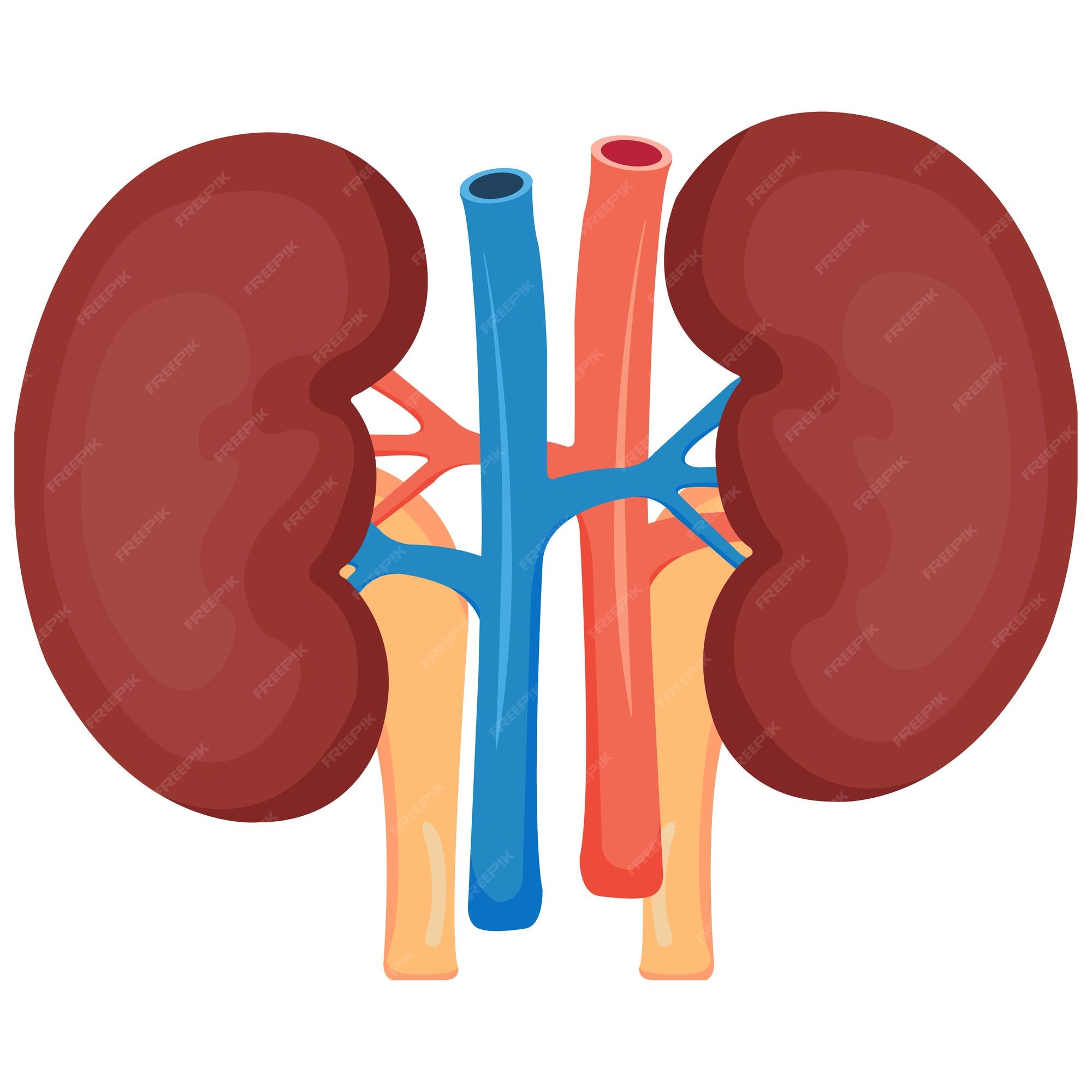 Premium Vector | Kidney vector