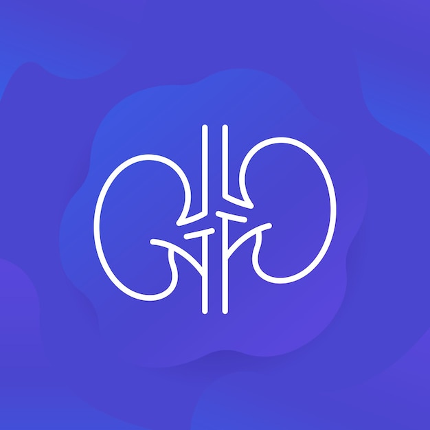 Kidneys and nephrology line icon