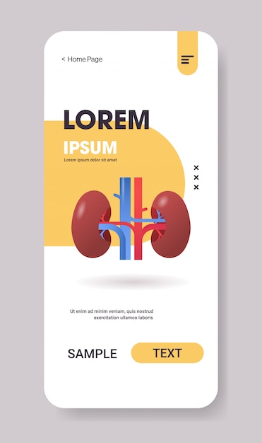 신장 구조 인간의 내부 장기 해부학 건강 관리 의료 개념 신장 시스템 스마트 폰 화면 모바일 앱 수직 복사 공간 평면