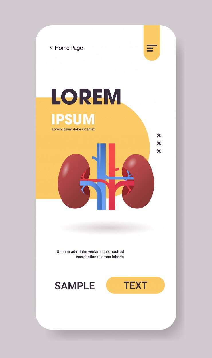 Vector kidneys structure human internal organ anatomy healthcare medical concept renal system smartphone screen mobile app vertical copy space flat