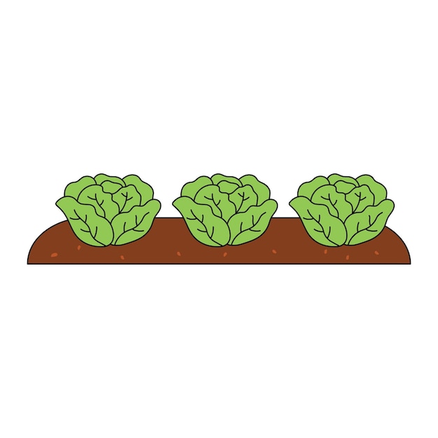 Kids drawing Cartoon Vector illustration Cabbage in soil icon Isolated on White Background