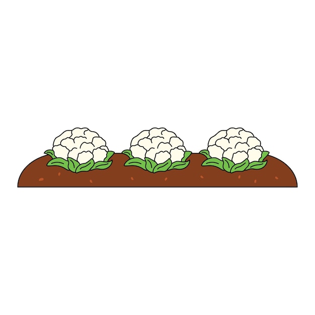 Kids drawing Cartoon Vector illustration cute garden with growing cauliflowers icon Isolated