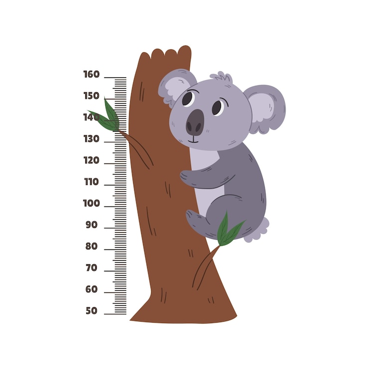 Vector kids wall centimeter sticker with cute koala tropical animal height meter with funny cartoon character and scale chart