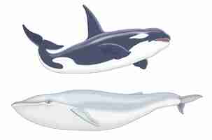 Vector killer whale-blue whale