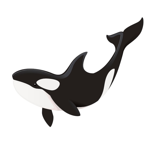 Killer whale(Orcinus orca) cartoon animal design ocean mammal orca flat vector illustration isolated on white background.