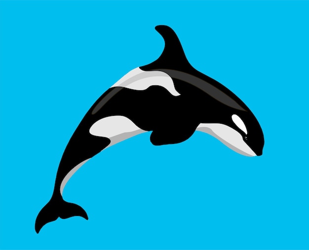 Killer whale sea animal Grampus Orca or toothed whale marine predator leaping out of water with