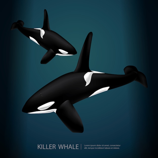 Illustrazione di killer whale under the sea