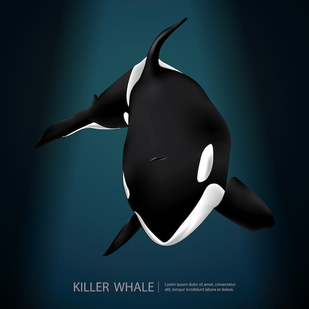 Vector killer whale under the sea vector illustration