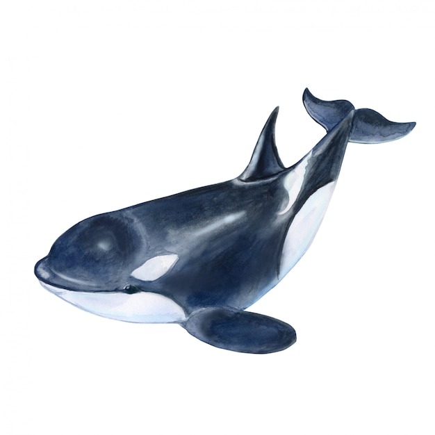 Killer whale in watercolor