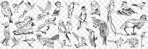 Kinds of birds doodle set