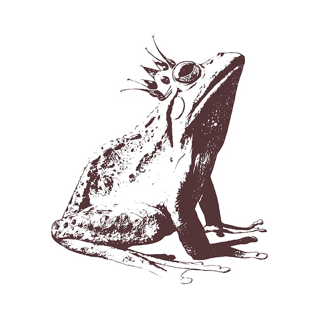 king frog Hand drawn sketch vector illustration