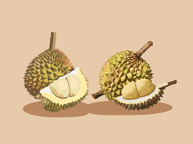 Vector king of fruits illustration of a durian